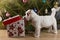 White cute puppy peeks into a gift box, against the background of a christmas tree, concept