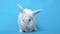 White cute rabbit on a blue background washes. Easter greetings. Internet food for animals. The hare washes its muzzle