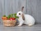 White cute rabbit eating green lettuce carrot and apple in the wooden basket.