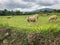 White cute sheep on the picturesque green pasture by green hills. Country summer landscape