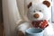 White cute teddy bear with cup sitting on window with curtains. Soft animal toy. Good morning concept. Romantic gift.