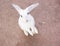 White cutie rabbit portrait looking front wise to viewer in farm