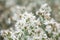 White Cutter Flowers on nature background