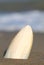 white cuttlefish bone on the shore of the sandy beach with the b