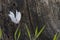 A White Cyclamen Closeup