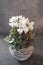 white Cyclamen flowering on gray background. Indoor plants out in the garden. Gray stone background.