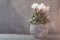 white Cyclamen flowering on gray background. Indoor plants out in the garden. Gray stone background.