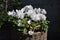 White cyclamen flowers in basket. Cyclamen persicum; sowbread or swinebread