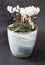 White Cyclamen in Plant Pot