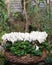 White cyclamen in wide wicker flower pot in the garden