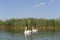 white cygnet swan swimming in the river in summer