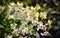 White cymbidium flower Orchid