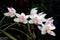 White Cymbidium orchid with dot pink yellow lip and green leaves in the garden