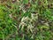 White Cynodon dactylon grass.