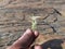 White Cynodon dactylon grass.