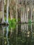 White cypress trees in the saltwater swamp