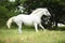 White czech warmblood running on pasturage