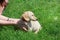White Dachshund puppy sitting on the green grass
