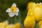 White Daffadil standout yellow tulip background