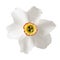 White daffodil