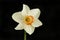 White daffodil against black