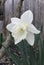 White Daffodil against a fence