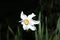 White daffodil blooms in the garden after spring rain