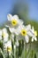 White daffodil blossoms in the garden