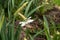 White daffodil with a bumblebee. Pollination of flowers.