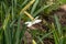 White daffodil with a bumblebee. Pollination of flowers.