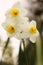 White Daffodil Flower