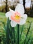 White daffodil flower blooming in early spring