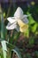 White daffodil, flower that flowers spring beds and gardens