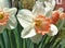 White daffodil flowers with orange center grow in front yard of house