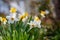 White daffodil in a group growing in the garden.