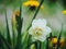 White daffodil narcissus and dandelion flowers