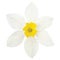 White daffodil narcissus L. blooming flower head, isolated flat lay, rain water droplets, yellow amaryllis jonquil stamen dew