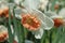 White daffodil with orange center close up