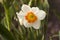 White daffodil with an orange center stamen. Spring blooming flower in the garden