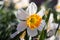 White daffodil with an orange center stamen. Spring Flower