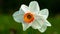 White Daffodil with orange middle, in full ripe