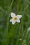 White daffodil in the rain closeup