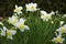 White Daffodil spring blossom in park or garden.