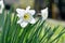 White Daffodil spring flower blooming in early spring