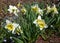 White daffodiles