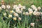 White daffodiles