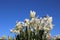 White Daffodils