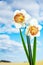 White daffodils against blue sky with clouds