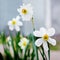 White daffodils bloom in the garden. Spring flowers_