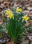 White Daffodils blooming in early spring